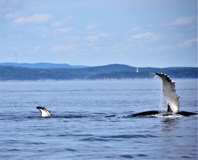 Hotel Le Pionnier Tadoussac Eksteriør bilde